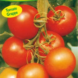 Tomate Lothar hbrido F1